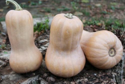 Ваза из тыквы или кабачка. Знакомьтесь: тыквачок и кабатыква. Расскажу, как переопылились их родители, и можно ли это есть