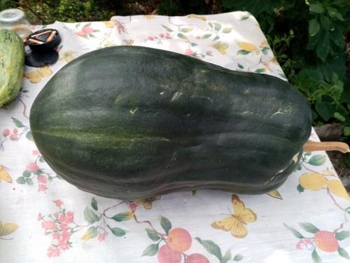 Ваза из тыквы или кабачка. Знакомьтесь: тыквачок и кабатыква. Расскажу, как переопылились их родители, и можно ли это есть