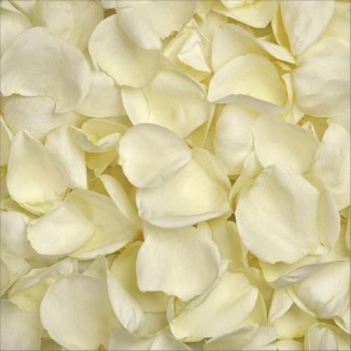 Лепестки роз минск. ЛЕПЕСТКИ РОЗ И СВЕЧИ В МИНСКЕ