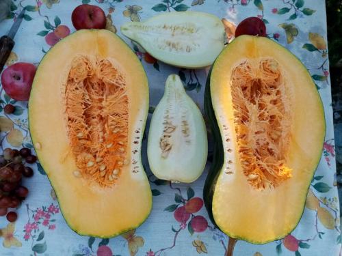 Ваза из тыквы или кабачка. Знакомьтесь: тыквачок и кабатыква. Расскажу, как переопылились их родители, и можно ли это есть