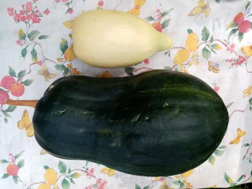 Ваза из тыквы или кабачка. Знакомьтесь: тыквачок и кабатыква. Расскажу, как переопылились их родители, и можно ли это есть