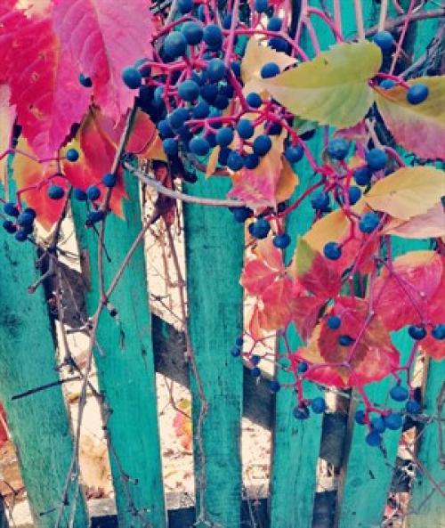 Что посадить рядом с девичьим виноградом. Выбор места