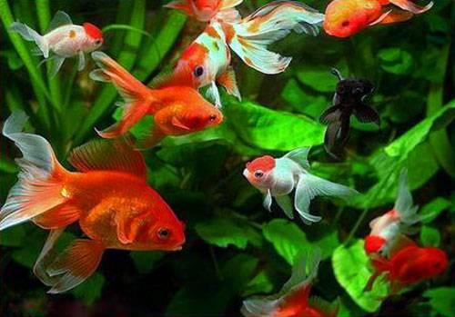 Фен-шуй рабочего места для привлечения денег. Как привлечь деньги по фен-шуй