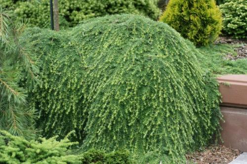 Растения для ландшафтного дизайна. Декоративные растения — лучшие и самые популярные растения для сада (115 фото)