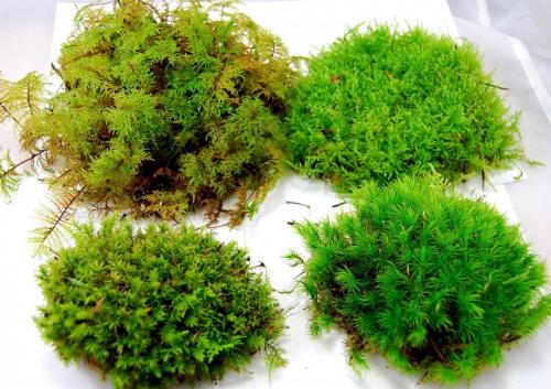 Украшения из мха. Где взять декоративный мох? 08