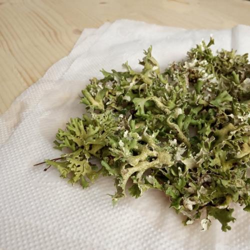 Стабилизированный мох своими руками