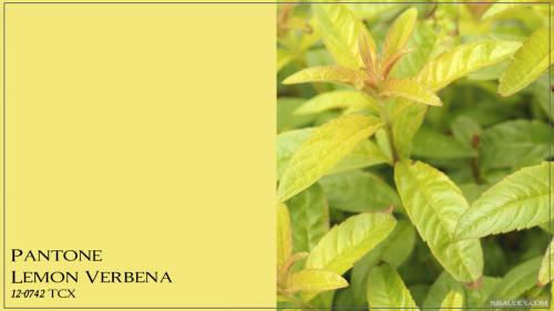 Цвет года 2019 Pantone. Модные цвета весны-лета 2019 по версии Пантон (Pantone). Какие из них подойдут вашей внешности