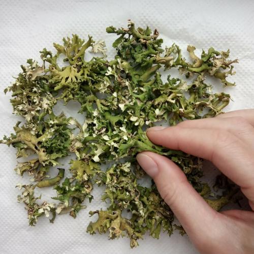 Стабилизированный мох своими руками