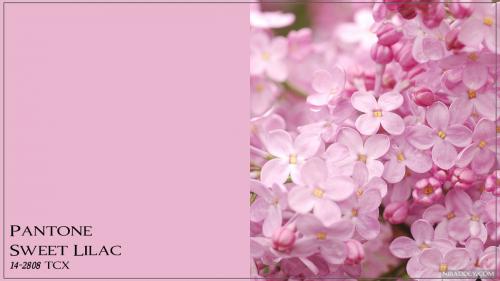 Цвет года 2019 Pantone. Модные цвета весны-лета 2019 по версии Пантон (Pantone). Какие из них подойдут вашей внешности