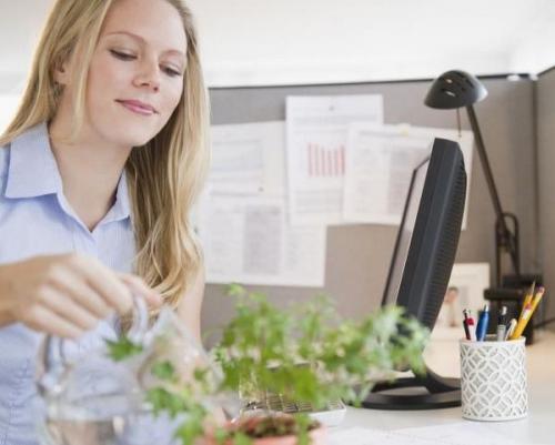 Кабинет по Фен-Шуй в офисе. Фен-шуй в офисе: организация пространства