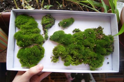 Украшения из мха. Где взять декоративный мох?