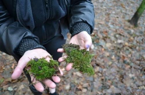 Украшения из мха. Где взять декоративный мох?