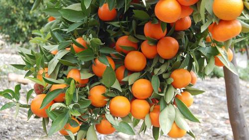Мандариновые деревья в горшках. Сорта
