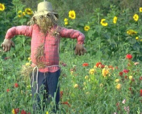 Пугало огородное для детей картинки. Секрет эффективного пугала