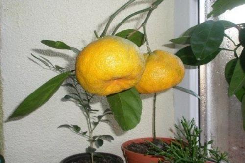 Мандариновые деревья в горшках. Сорта