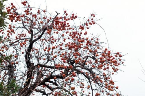Мандариновые деревья в абхазии. Фрукты