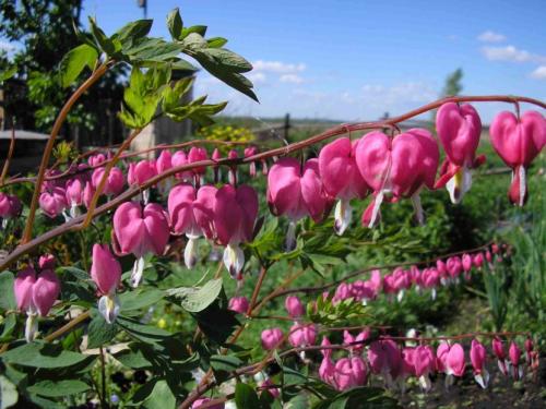 Цветы на участке своими руками. Цветы на даче — 75 фото идеальных сочетаний и советов от ведущих дизайнеров