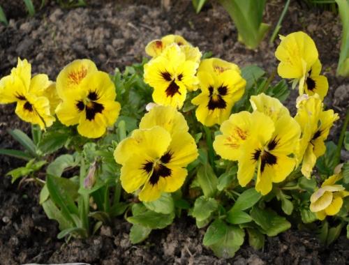 Цветы на участке своими руками. Цветы на даче — 75 фото идеальных сочетаний и советов от ведущих дизайнеров