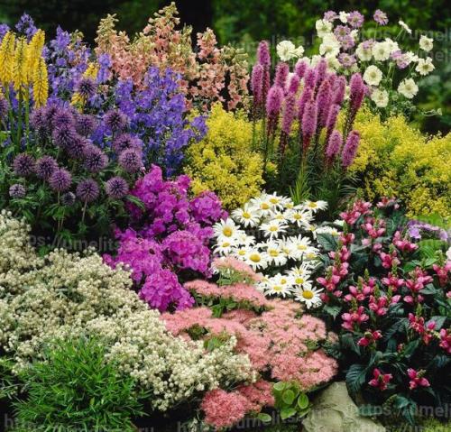 Цветы на участке своими руками. Цветы на даче — 75 фото идеальных сочетаний и советов от ведущих дизайнеров 25 Цветы на участке своими руками. Цветы на даче — 75 фото идеальных сочетаний и советов от ведущих дизайнеров 25