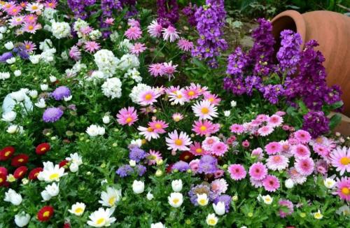 Цветы на участке своими руками. Цветы на даче — 75 фото идеальных сочетаний и советов от ведущих дизайнеров