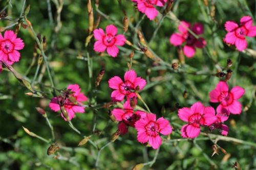 Цветы на участке своими руками. Цветы на даче — 75 фото идеальных сочетаний и советов от ведущих дизайнеров