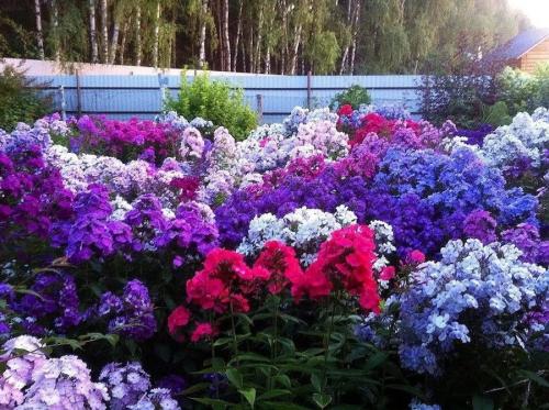 Красные многолетние цветы. Многолетние садовые цветы, цветущие все лето