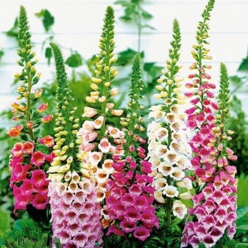 Красные многолетние цветы. Многолетние садовые цветы, цветущие все лето