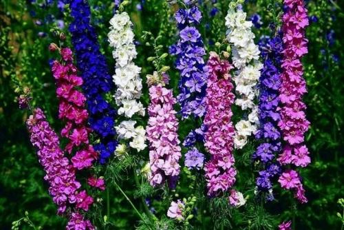 Красные многолетние цветы. Многолетние садовые цветы, цветущие все лето