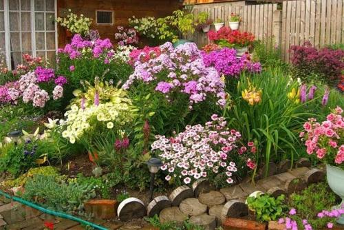 Красные многолетние цветы. Многолетние садовые цветы, цветущие все лето