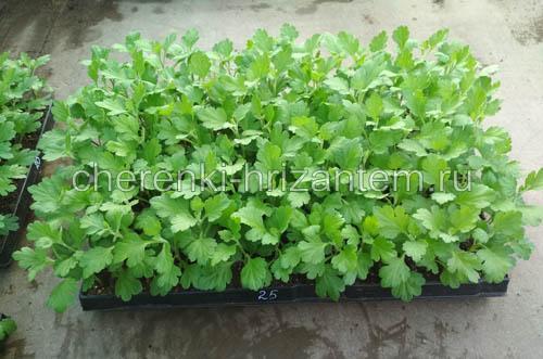 Хризантема ля роз. Хризантема