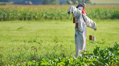 Картинки чучело в огороде. Секрет эффективного пугала 11 Картинки чучело в огороде. Секрет эффективного пугала 11