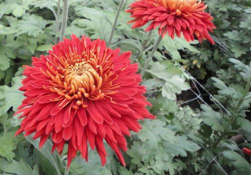 Хризантема опал. Самые популярные и красивые сорта хризантем