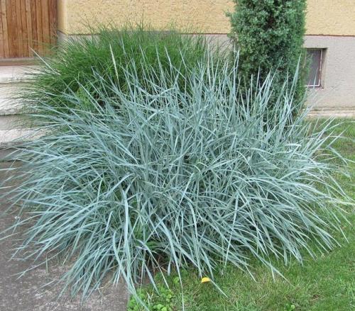 Многолетняя декоративная трава. Виды декоративных трав