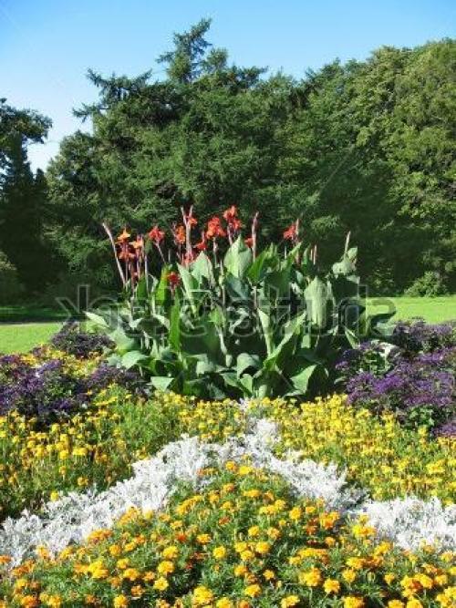 Декоративная низкорослая трава. Декоративная трава — применение в ландшафтном дизайне и подбор злаков (95 фото) 20