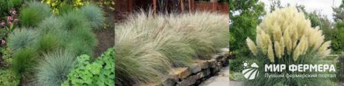 Декоративная низкорослая трава. Декоративная трава — применение в ландшафтном дизайне и подбор злаков (95 фото) 24