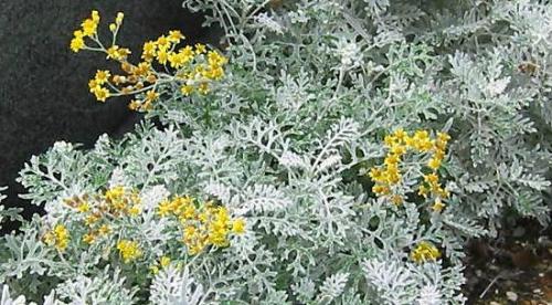 Декоративная низкорослая трава. Декоративная трава — применение в ландшафтном дизайне и подбор злаков (95 фото) 22