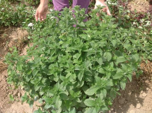 Декоративная низкорослая трава. Декоративная трава — применение в ландшафтном дизайне и подбор злаков (95 фото)