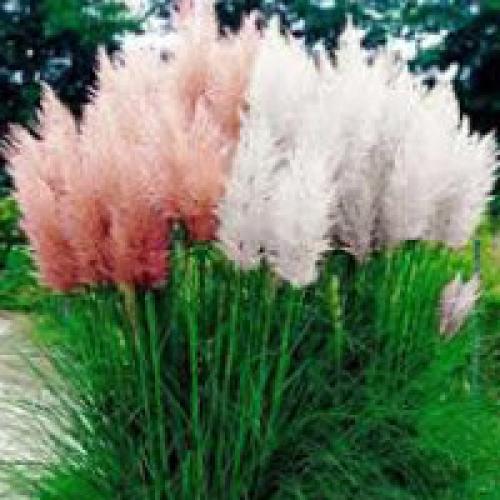 Декоративные травы в ландшафтном дизайне. Декоративная трава для сада с фото и названиями