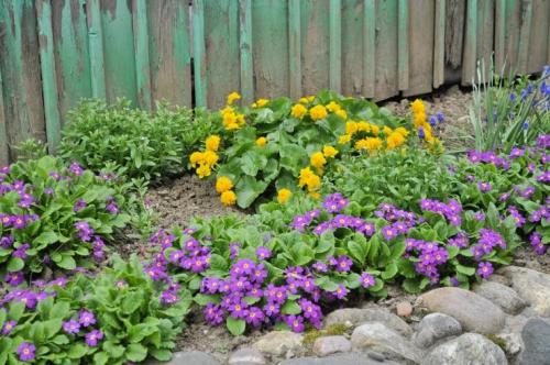 План клумбы непрерывного цветения с разверткой и ассортиментом растений. Клумбы непрерывного цветения для тенистых и солнечных мест: примеры с фото 01