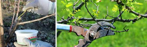 Подстригают кусты в парках. КАКИМ ДЕКОРАТИВНЫМ КУСТАРНИКАМ ТРЕБУЕТСЯ ВЕСЕННЯЯ ОБРЕЗКА