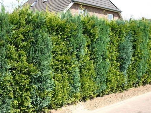 Подстригают кусты чем. Стрижка - Бодибилдинг для декоративного куста. 08