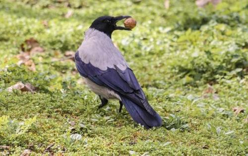 Вороны. Описание и особенности
