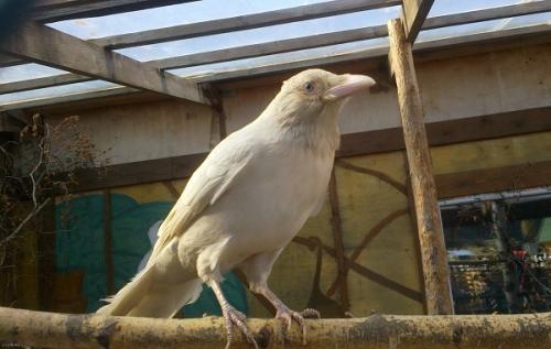 Вороны. Описание и особенности