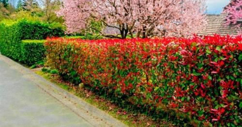 Подстригают кусты чем. Стрижка - Бодибилдинг для декоративного куста. 12