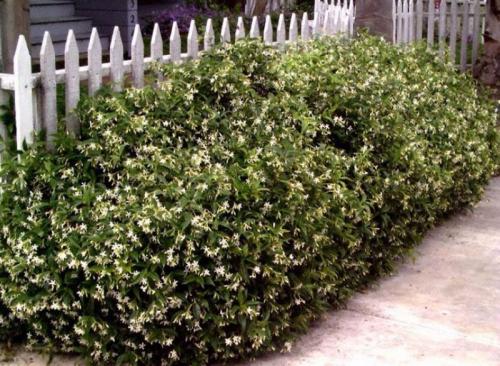 Подстригают кусты чем. Стрижка - Бодибилдинг для декоративного куста. 06