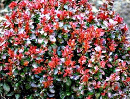 Подстригают кусты. Стрижка декоративных лиственных кустарников, когда и как обрезать