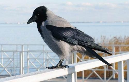 Вороны. Описание и особенности