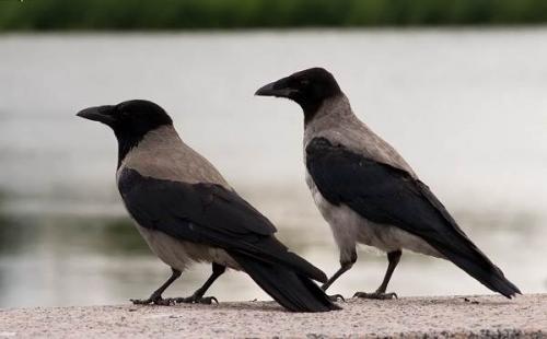 Вороны. Описание и особенности
