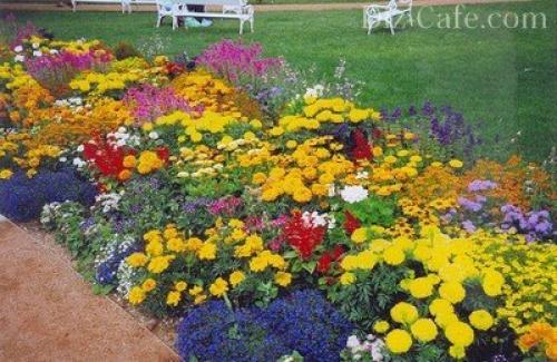 Многолетники для миксбордера. Планировка смешанного бордюра 02