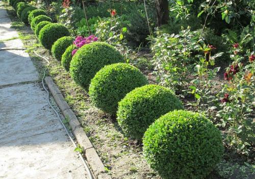 Подстригают кусты чем. Стрижка - Бодибилдинг для декоративного куста. 10